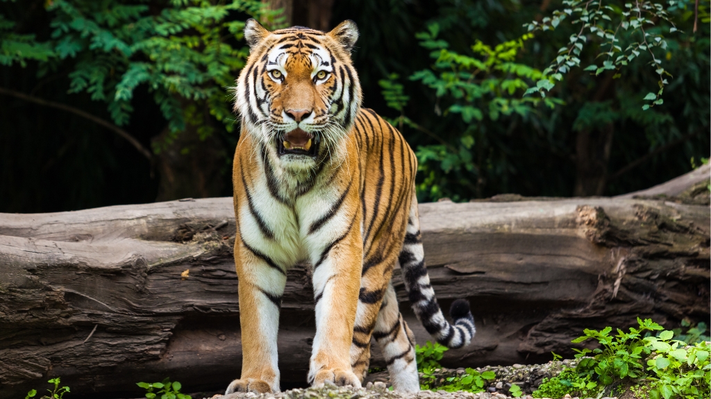 A majestic tiger standing on a log in lush greenery, highlighting accessible wildlife experiences at the Philadelphia Zoo.