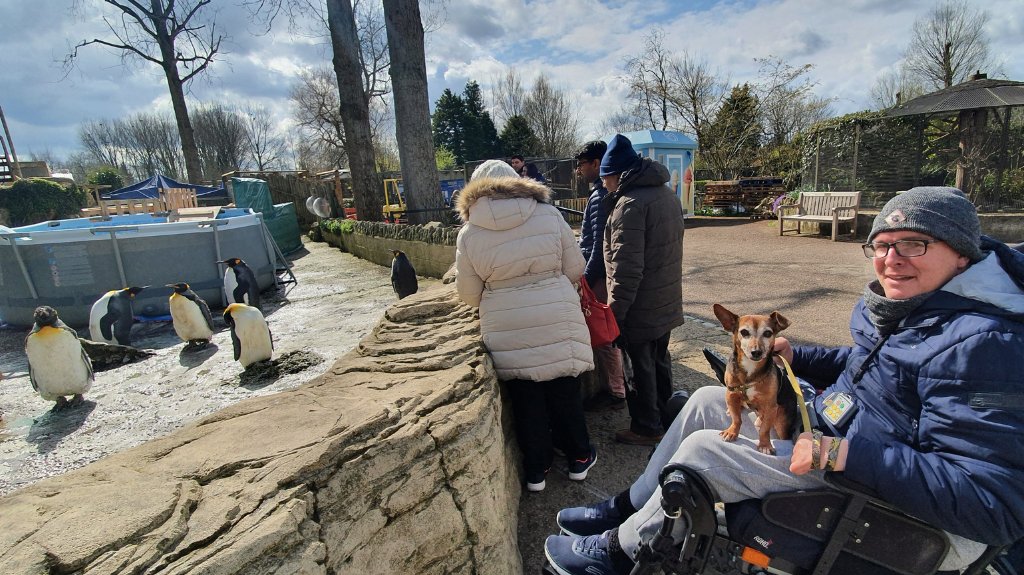 Shane in a wheelchair with his dog Jack watching penguins at Birdland Park and Gardens from an accessible viewing area.
