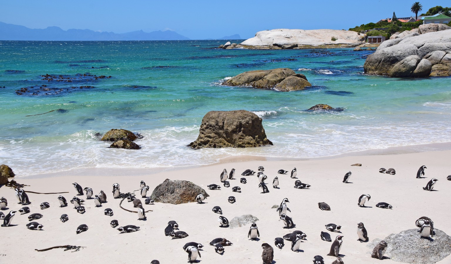 African penguins gathered on the white sand of Boulders Beach near Cape Town, with turquoise waves rolling gently onto the shore and large granite boulders scattered along the coastline.
