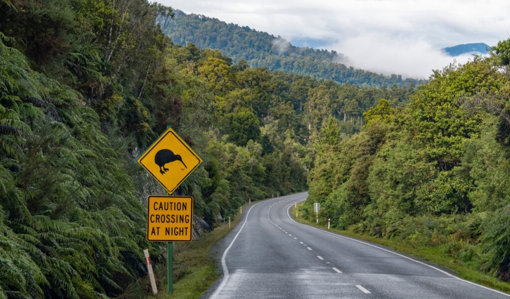 A winding paved road curves through dense green forest and hills under a cloudy sky. On the roadside, a yellow warning sign shows a kiwi bird silhouette above another sign reading “CAUTION CROSSING AT NIGHT,” suggesting wildlife may cross after dark. Mist hangs over the distant mountains in the background.