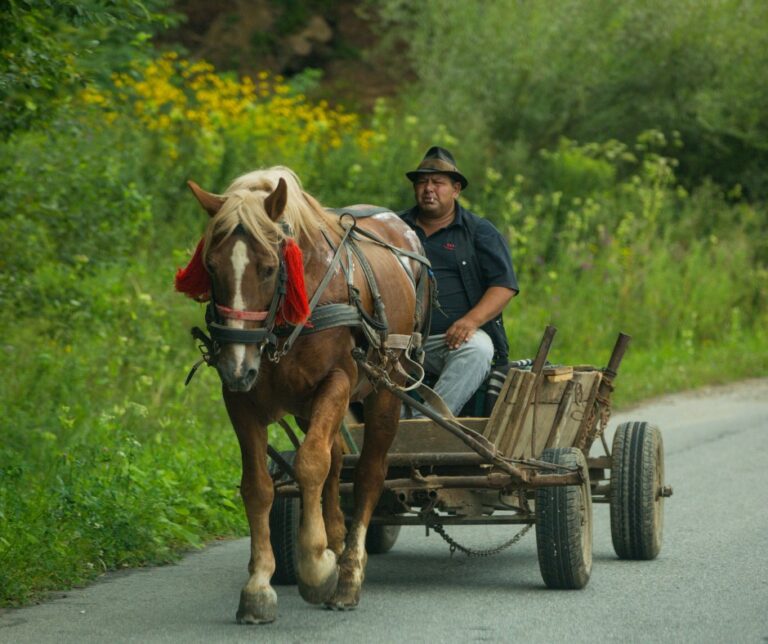 Man driving a traditional horse-drawn wooden cart along a rural road in Transylvania, Romania, surrounded by wildflowers and green hedgerows