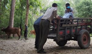 Jezza Williams, a disabled adventurer and tetraplegic, is helped onto a wooden wagon cart by local men on a rural path in Nepal, with cattle grazing in the background.